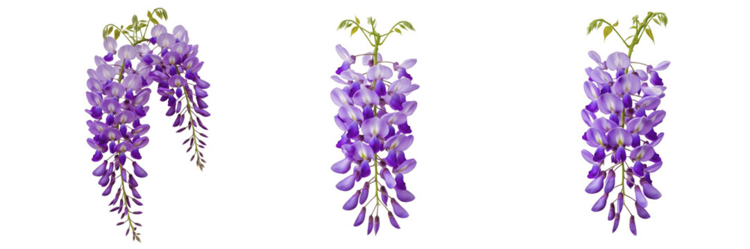 Beautiful hanging purple wisteria flower clusters with delicate petals isolated on white background image set.