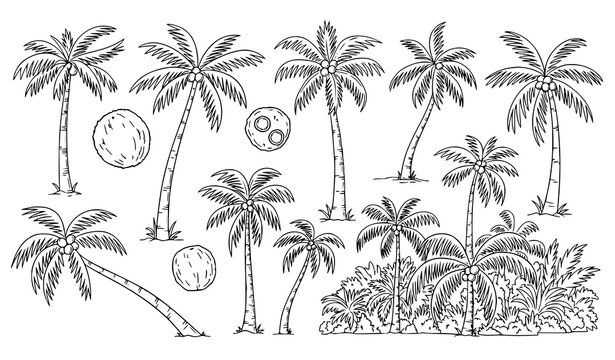 Hand drawn palm trees collection with coconut palms tropical jungle sketch vector illustration set