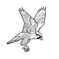 Obraz premium Illustration of a hawk in mid flight with detailed linework and feathers in monochrome artistry.
