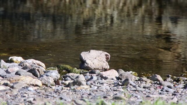 Male Common Kingfisher emerging from water and skimming across the river surface.