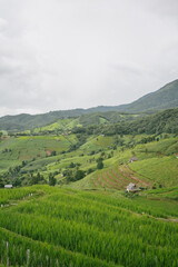 Obraz premium ecology travel with camping outdoor relax in rice field at chiangmai thailand in raining season