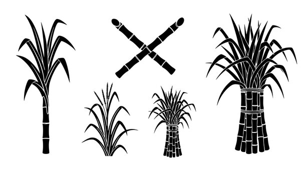Sweet sugarcane plant icons farming crop vector illustration set