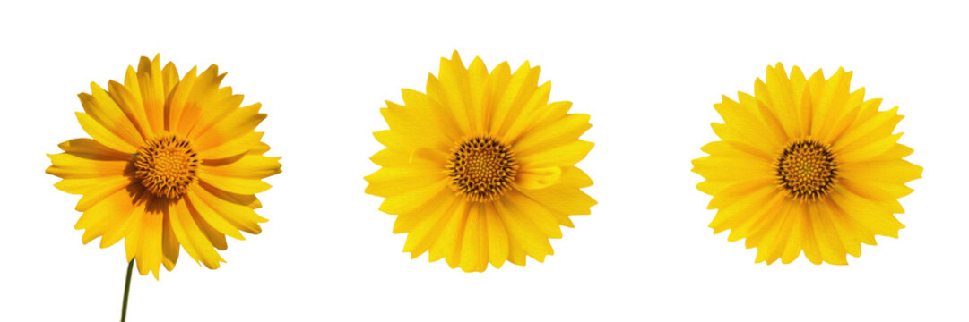 Three vibrant yellow coreopsis lanceolata flowers with jagged petals isolated on a clean white background.