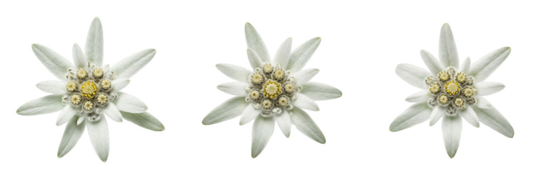 Three Edelweiss flowers with white woolly petals and yellow centers isolated on a white background.