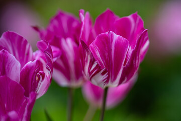 Obraz premium Vibrant tulip colors. Tulips in nature. Tulips with soft light. Spring tulip flowers in bloom. Tulips close up. Beautiful tulips in bloom.