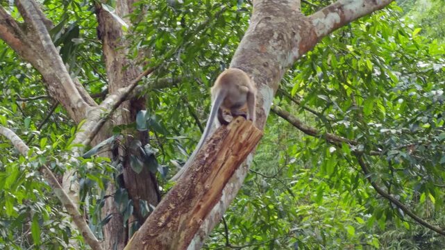 Wild Monkey Sitting On Tree Trunk Eating Durian Fruit Surrounded By Dense Tropical Forest Green Leaves Showing Natural Wildlife Feeding And Exotic Jungle Environment