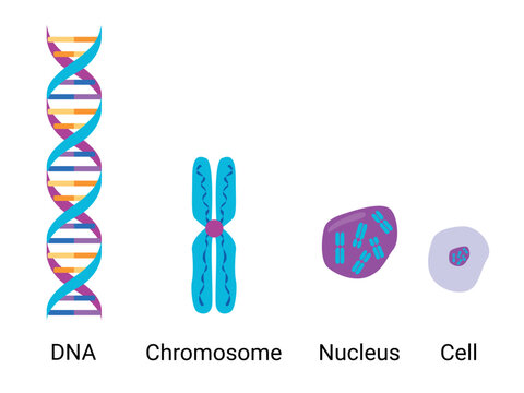 DNA, chromosome, nucleus and cell icons set. Genetic and biology concepts for science education, genetics research, medical infographic and laboratory design, isolated on white background. 