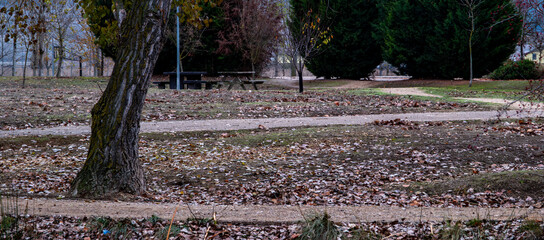 campo en invierno con arboles y hojas verdes y amarillas
