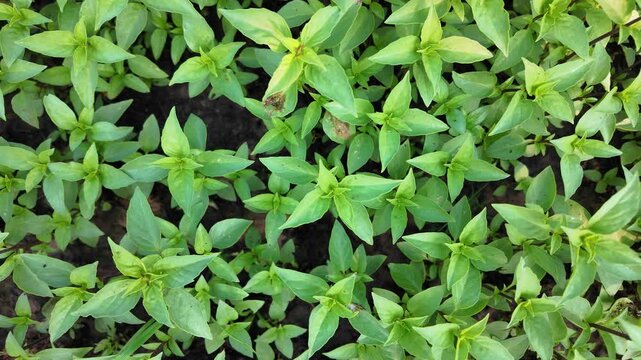 Vibrant Green Plants and Lush Foliage Healthy Garden Scene Showcasing Natures Growth and Beauty with Fresh Leaves