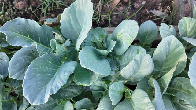 Fresh green cabbage leaves showcase healthy growth in garden, with vibrant foliage and smooth texture, making them perfect organic vegetable for nature lovers.