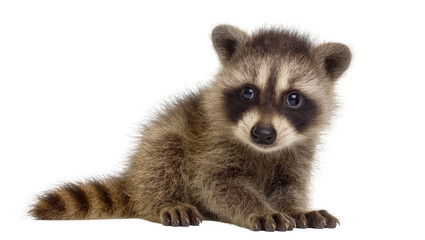 Adorable fluffy baby raccoon kit with distinctive black eye mask and striped tail lying down, isolated on transparent background for wildlife projects © Nolan
