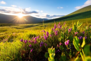 Obraz premium Scenic Rolling Hills Covered in Heather Under a Vibrant Sunrise in the Scandinavian Landscape