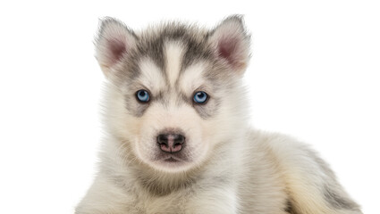 Adorable fluffy gray and white Siberian husky puppy with bright blue eyes resting calmly, isolated on transparent background © Nolan