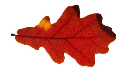 Fototapeta premium Red-orange autumn oak leaf with intricate vein patterns and a dark stem, isolated on transparent background