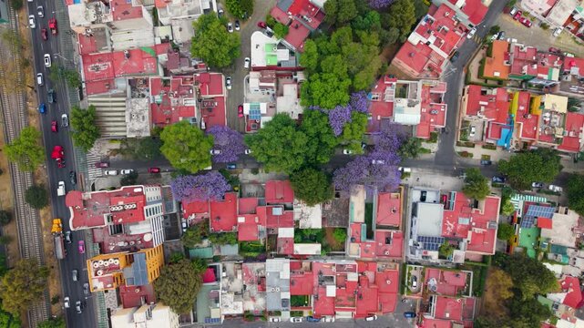 Drone footage of jacaranda season in Mexico City urban landscape