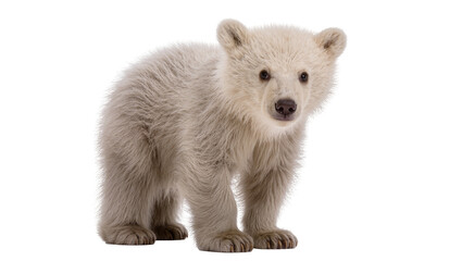 Adorable fluffy white polar bear cub standing upright and looking directly forward, isolated on transparent background for wildlife projects © Nolan