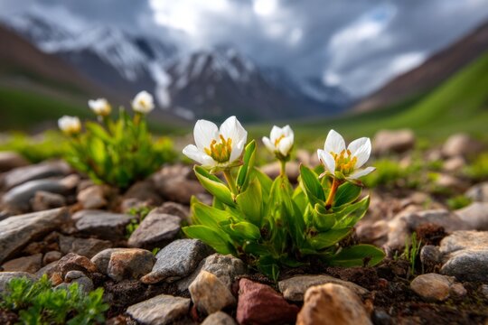 Rare Saussurea Flowers Emerging Between Rocky Moraine Under Dramatic Mountain Sky