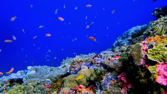 Tropical fishes swimming while scuba diving in the Red Sea near Dahab, Egypt
