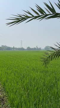 rice field in Bangladesh vertical Video 