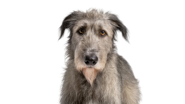 Shaggy grey Irish Wolfhound dog with wiry fur and expressive brown eyes looking ahead, isolated on transparent background