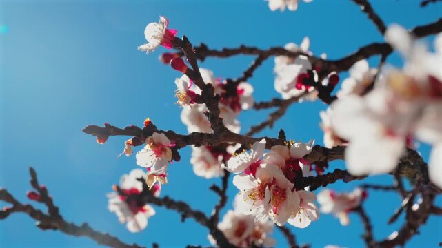 Radiant slow motion detail of spring blooms as a bee flys by provides a high-quality organic background, capturing the pristine beauty and natural textures of a sunny garden environment.