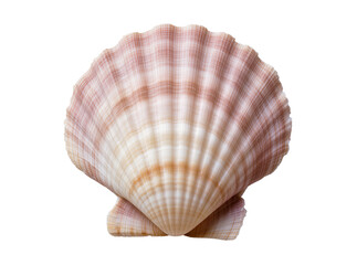 Ribbed scallop seashell with pink white and brown stripes, isolated on transparent background for ocean use © Nolan