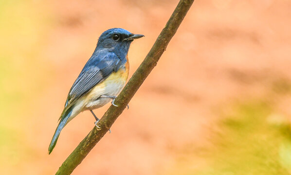 Blue-throated blue flycatcher perched on a slender branch, glowing in soft natural light with a creamy forest background