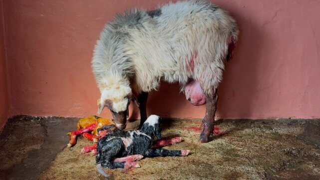 Amazing moment of a ewe cleaning her newborn lamb just after giving birth inside a rustic barn. The maternal instinct in the animal kingdom