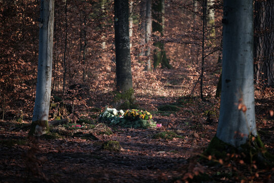 Morgens im Friedwald
