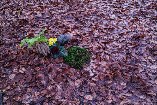 Morgens im Friedwald