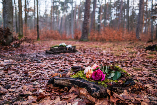 Morgens im Friedwald