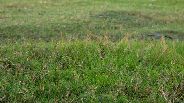 Close-up of Green Grass Field