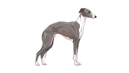 Obraz premium Sleek grey and white greyhound stands tall in a side profile view, showcasing its slender and athletic build on a plain background.