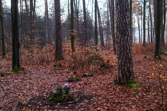 Morgens im Friedwald