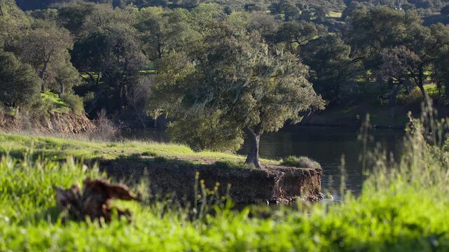 Serene view of a lone tree by Cachuma Lake in California for nature scenes