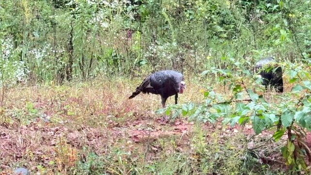 Wild turkeys feeding at the rivers edge