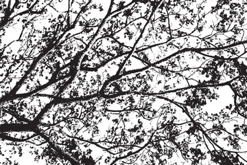 Obraz premium Leaf branches overlay texture abstract botanical pattern black and white background