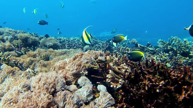 Auriga butterflyfish displays iconic dorsal filament and patterns. Red Sea, Egypt