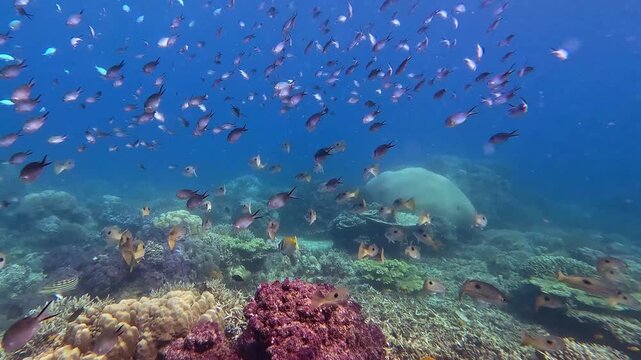 Numerous school of black-axil chromis (chromis atripectoralis) and juvenile black-spot snapper (lutjanus fulviflamma) swimming over a rich coral reef habitat and vast ocean blue. Dauin, Philippines