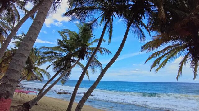 A still view of palm trees on Cepe Beach on a sunny day in Aragua State, Venezuela