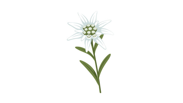 Beautiful white edelweiss flower grows on a green stem with leaves in a botanical illustration for mountain flora and nature themes.