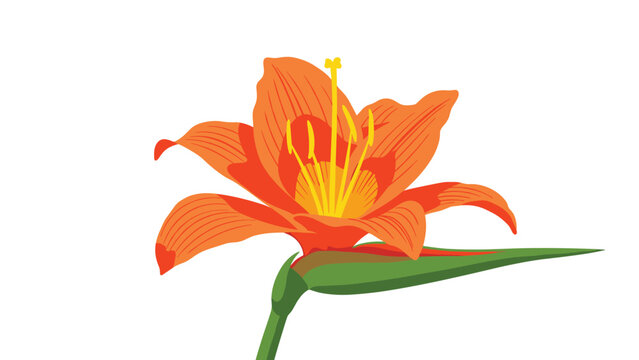 Vibrant orange lily flower is captured in full bloom with a green stem and leaves against a clean white background for botanical study.