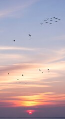 Obraz premium Birds flying in sunset sky clouds.