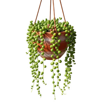 Hanging String Of Pearls Plant In Terracotta Pot Isolated On a transparent Background