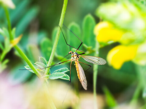 Crane fly macro on grass eco biodiversity concept
