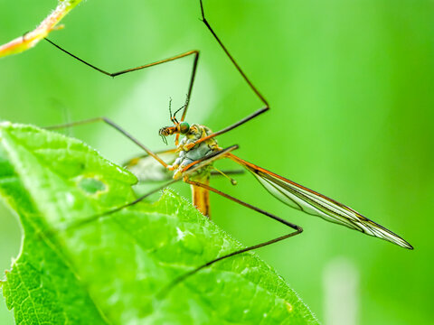 Crane fly macro ecosystem balance biodiversity concept