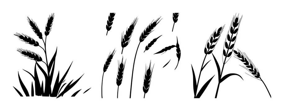 Wheat stalk silhouette set with stylized single-line hexagonal grain outline featuring agriculture, crop, field with natural and botanical