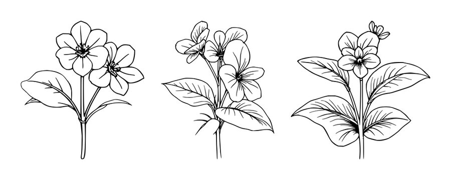 African violet set with continuous line art style featuring Saintpaulia, flowering plant, black sketch with vector illustration and white background