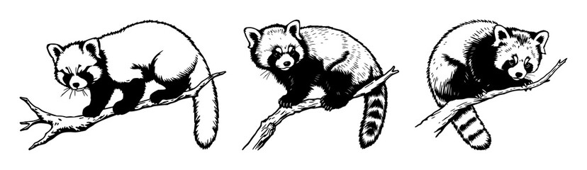 Red panda set with detailed woodcut style illustration of a red panda on a branch featuring red panda, branch, woodcut with vintage style and rare wildlife © MSTSHIWLY