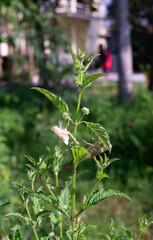 Fototapeta premium Photo of a grasshopper and its exoskeleton. The grasshopper has undergone the molting process.